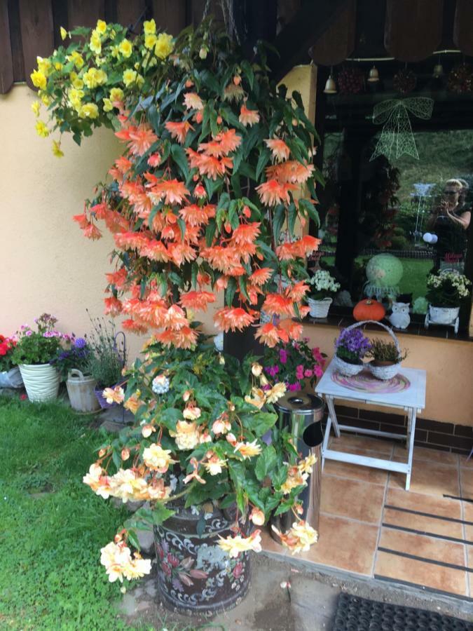 Stronie Śląskie Ranczo Frodyma B&B 외부 사진